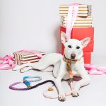 the-lois-ombre-cotton-rope-dog-leash-adjustableshop-leashesfound-my-animals-664327